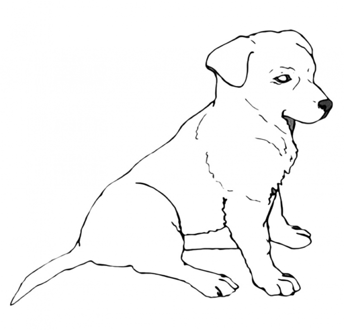 Realistisk labrador som kan skrivas ut som målarbok