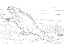 Realistic iguana on grass coloring book to print