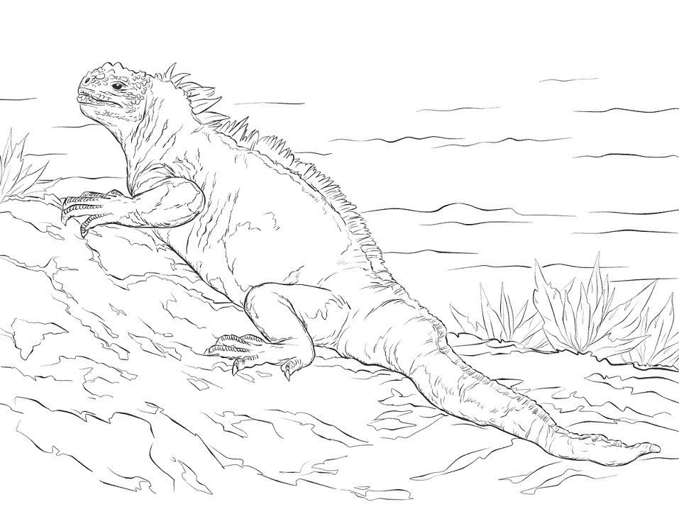 Realistische Iguana auf dem Gras Malbuch zu drucken