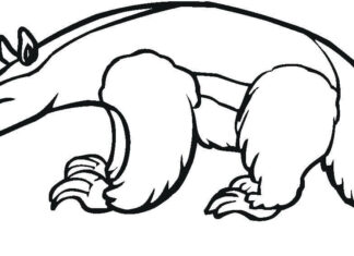 Realistic printable anteater coloring book