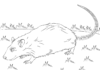 Kolorowanka online Realistyczny szczur na trawie