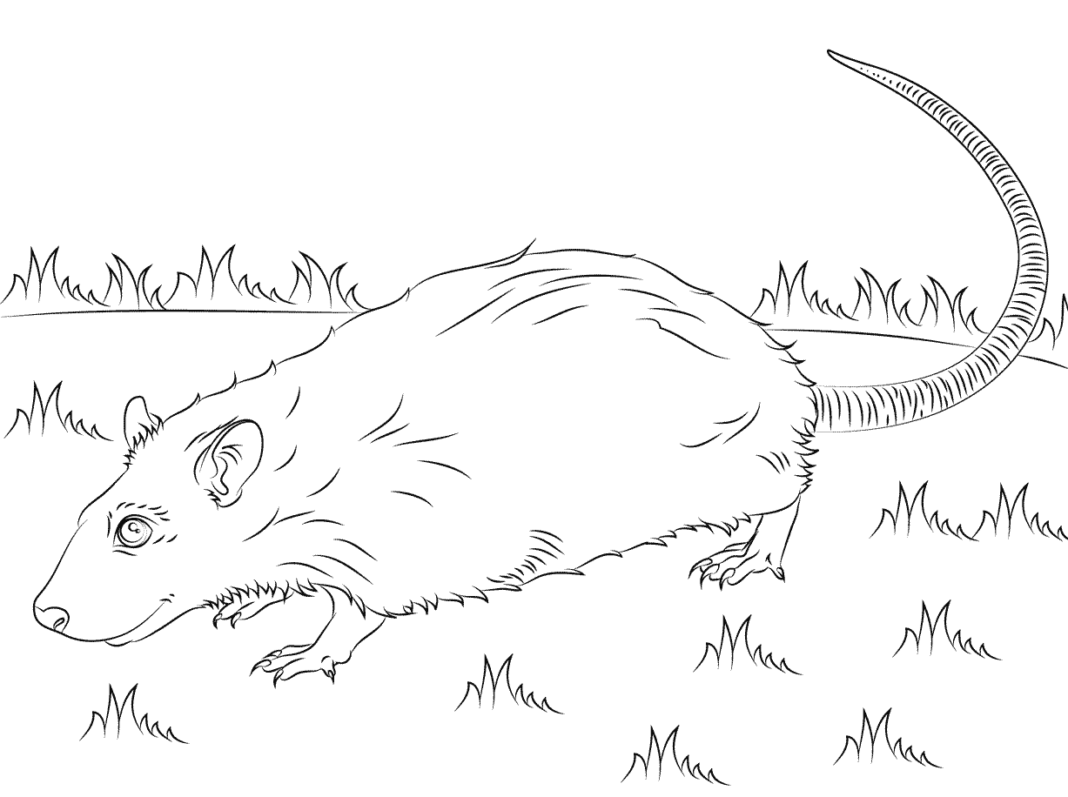 Online coloring book Realistic rat on grass