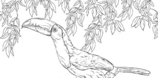 Realistic Toucan Coloring Book