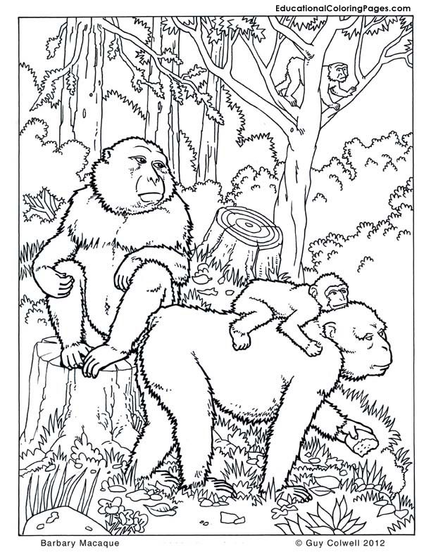 Printable coloring book A family of orangutans in the forest
