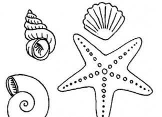 Starfish and shells in the ocean coloring book to print