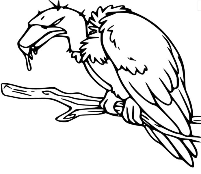 Livro colorido on-line Um abutre olha para baixo de um ramo