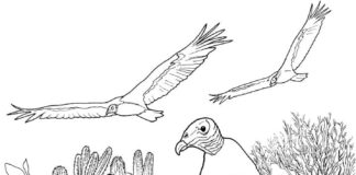 Libro da colorare online Avvoltoi in volo