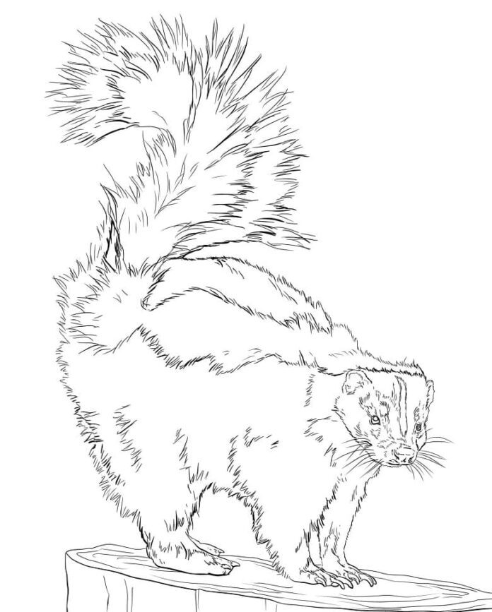 Livro para colorir Skunk com cauda longa para imprimir