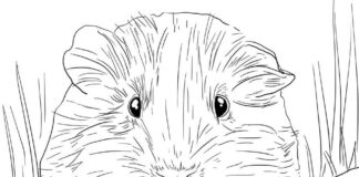 Printable Guinea Pig Coloring Book