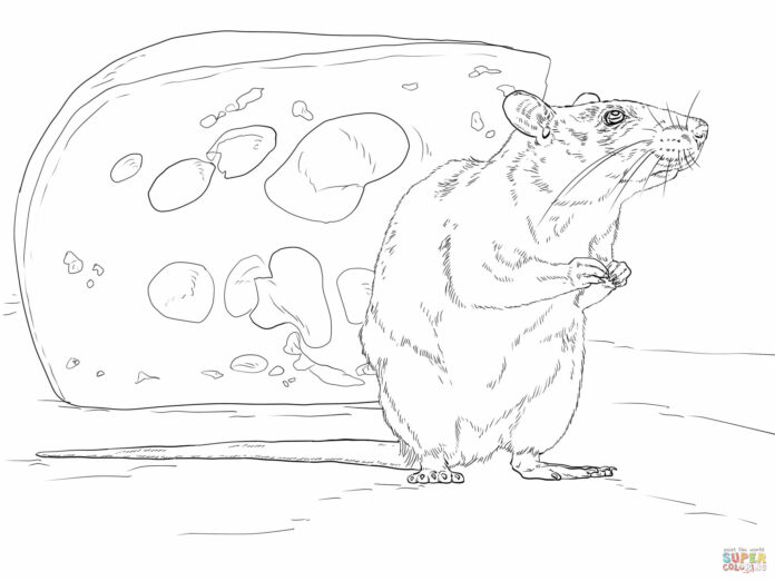 Online-värityskirja Rotta seisoo juuston vieressä