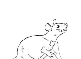 Online-Malbuch Ratte mit langem Schwanz