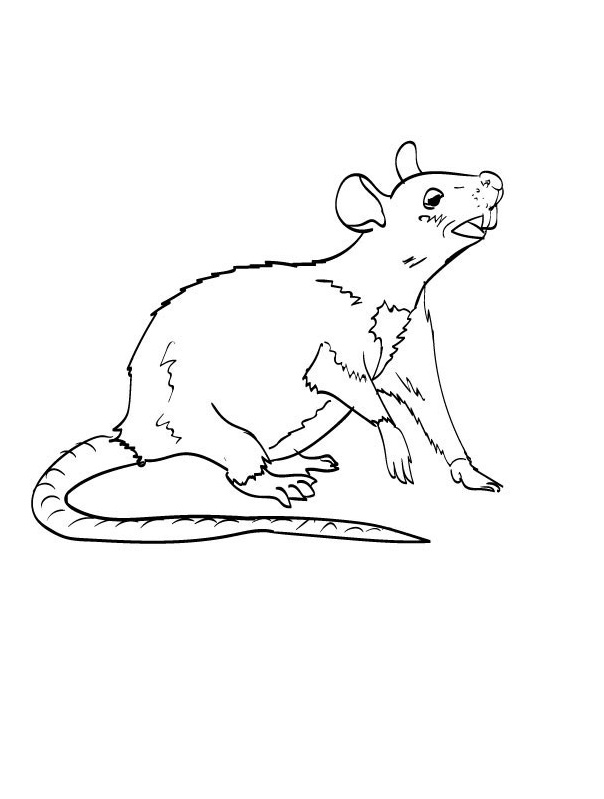 Online-värityskirja Rotta, jolla on pitkä häntä