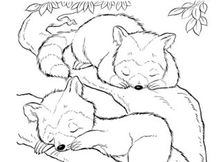 Farvelægningsbog til udskrivning af vaskebjørne, der sover i et træ