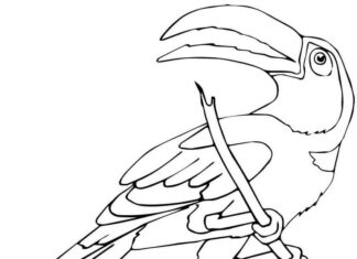 Coloring Book Toucan Sitting in a Tree to Print