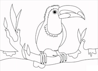 Malbuch Toucan aus dem Märchen zum Ausdrucken