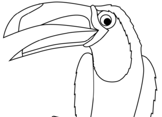 Toucan coloring book with big beak to print