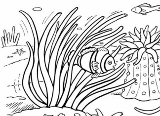 Coloring Book Anemone and Corals Printable