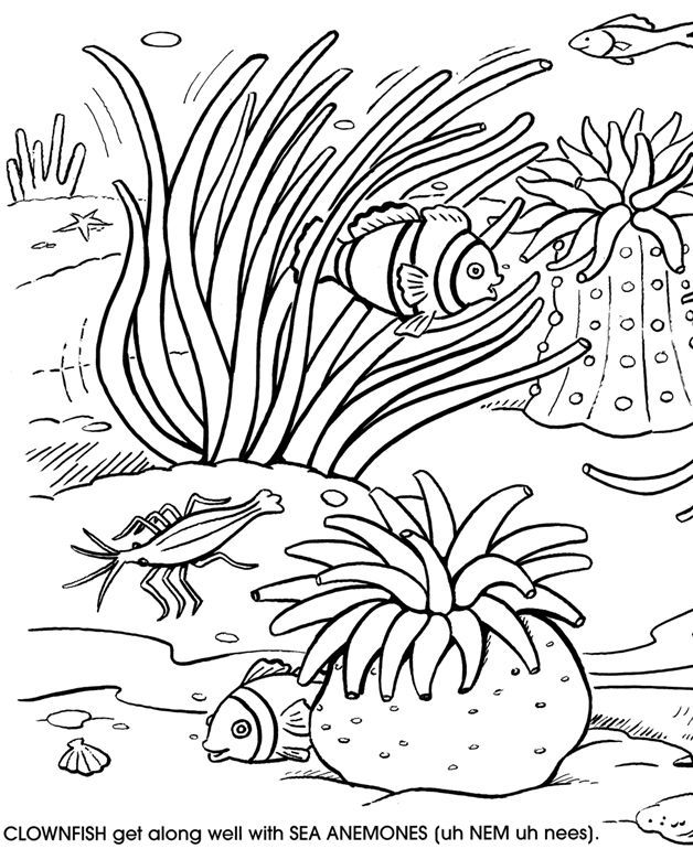 Malebog til udskrivning Anemone og koraller