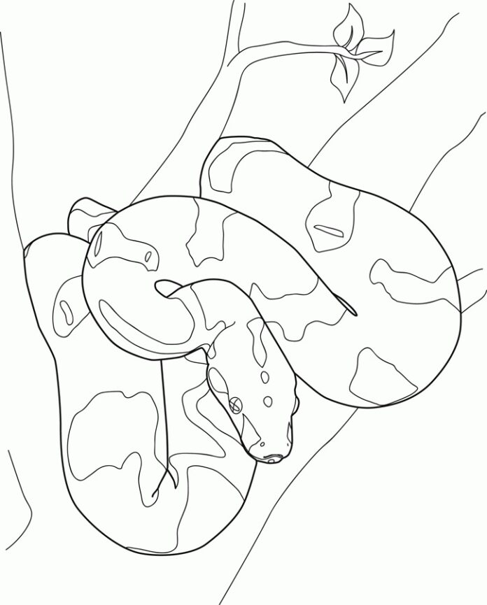 Nyomtatható Boa constrictor kígyó színezőkönyv