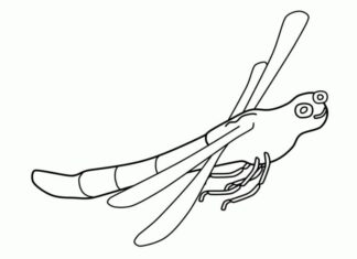 Dragonfly in flight coloring book for kids to print