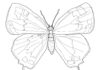 Farvelægningsbog til børn, der kan udskrives, med en behåret sommerfugl