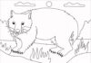 Livre de coloriage Wombat walks in the meadow à imprimer