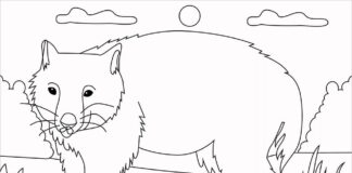 Malbuch Wombat Spaziergänge auf der Wiese zum Ausdrucken