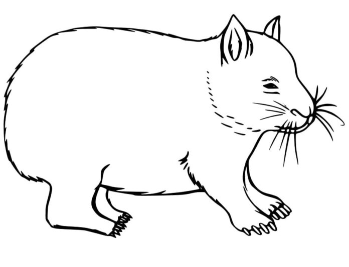 Livro para colorir Wombat para crianças imprimir