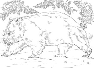 Wombat omalovánky podrobný obrázek k vytisknutí