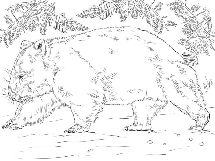 Wombat coloring book detailed picture to print