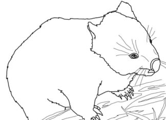 Tulostettava värityskirja Wombat kiipeää puuhun