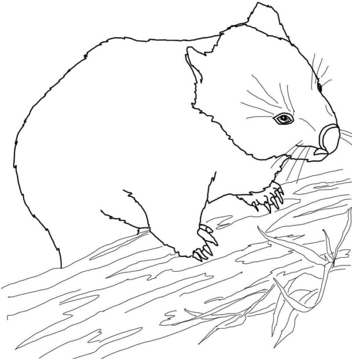 Livro para colorir Wombat sobe na árvore para imprimir