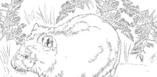 Wombat among plants coloring book for kids to print