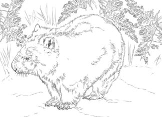 Färgbok för barn att skriva ut Wombat bland växter för barn