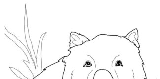 Printable coloring book Wombat among grasses