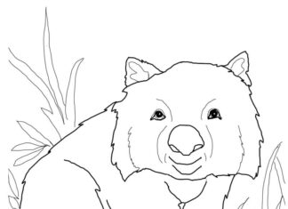 Printable coloring book Wombat among grasses