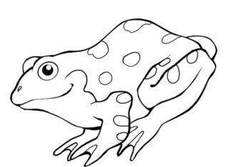 Big toad for kids printable coloring book