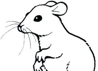 Online omalovánky Funny Rat