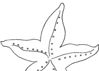 Online malebog Starfish XXl