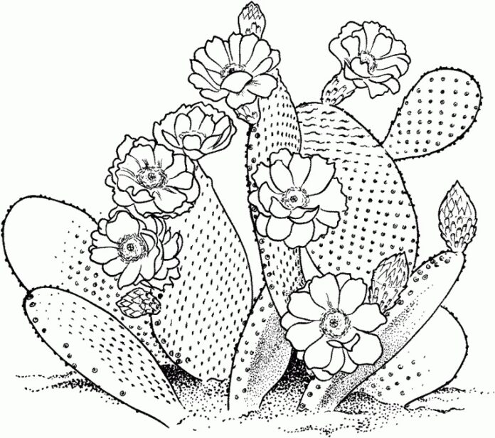 Libro para colorear de cactus con flores para imprimir y en línea