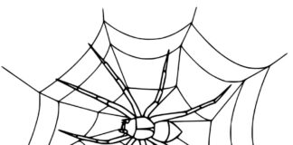 Spider on a web coloring book for kids to print