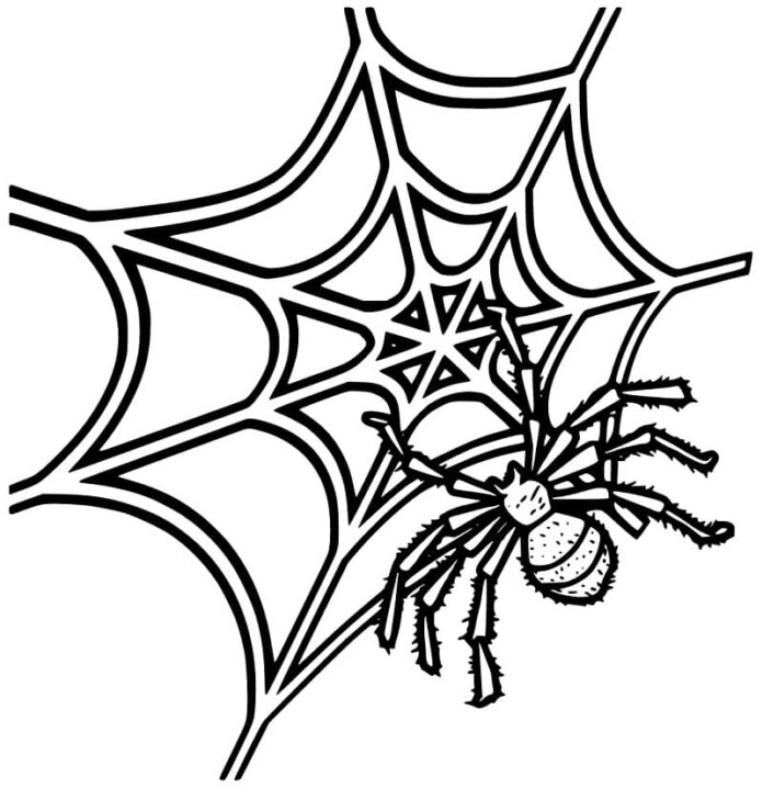 Spinnennetz-Malbuch zum Ausdrucken