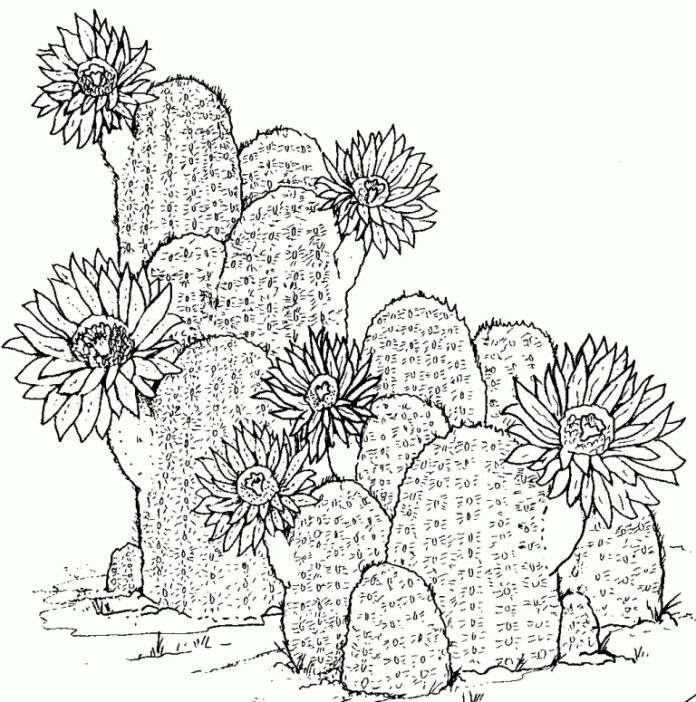 Realistic printable cactus coloring book