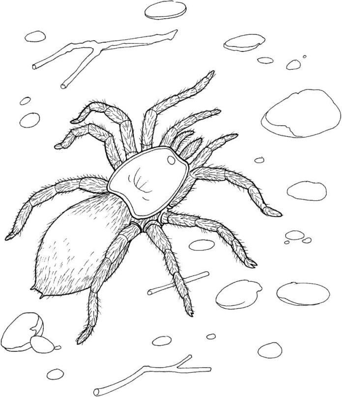 Realistic hairy spider printable coloring book