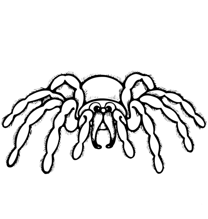 Malebog italiensk edderkop