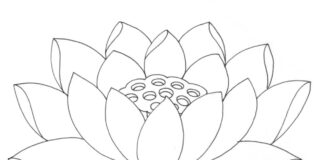 Printable red lotus flower coloring book