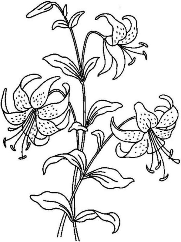 tige colorée avec de jolies fleurs de lys