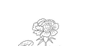 colored ripening carnations in the meadow printable