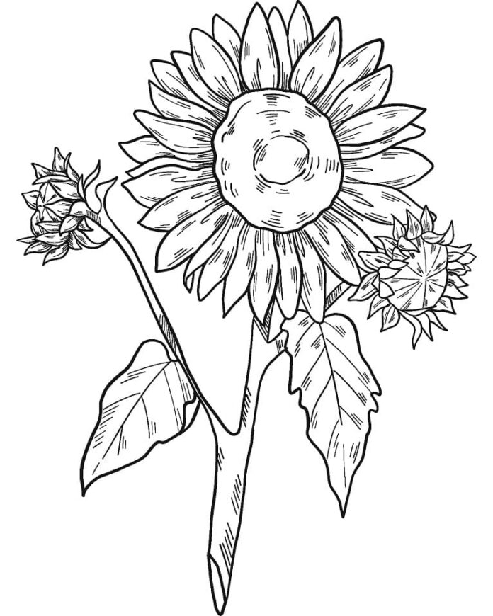 colored sunflowers on a stalk to print