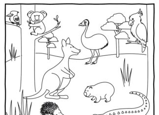 page à colorier animaux australiens